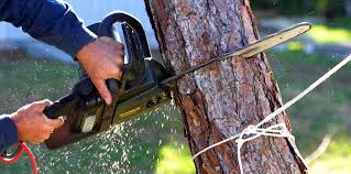 Best Tree Disease Treatment  in Johnsonville, SC