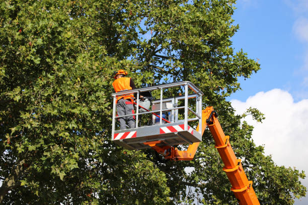 Best Arborist Consultation Services  in Johnsonville, SC