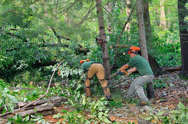 Landscape Design and Installation in Johnsonville, SC