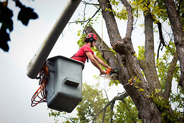  Johnsonville, SC Tree Care Services Pros